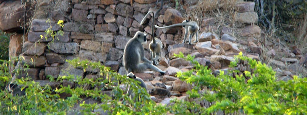Other_Monkeys